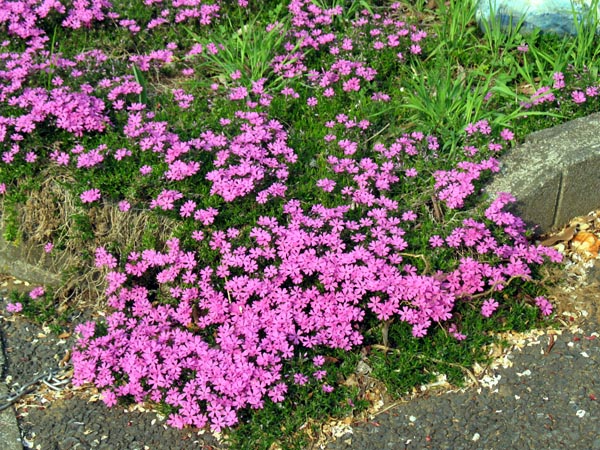 芝桜