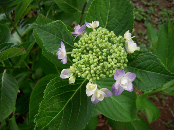 紅額小輪伊豆の華