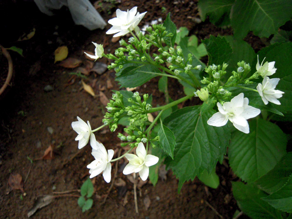 墨田の花火