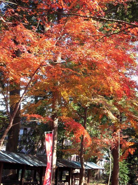 20141215-600momiji1.jpg