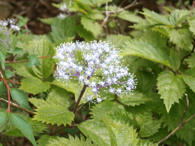 20150629-p6280010.jpg 20150629-p6280010.jpg
