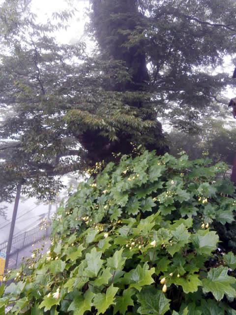 20150901-p8300028.jpg 20150901-p8300028.jpg